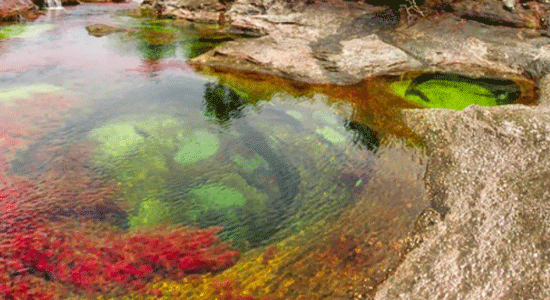 Cano Cristales – Colombia