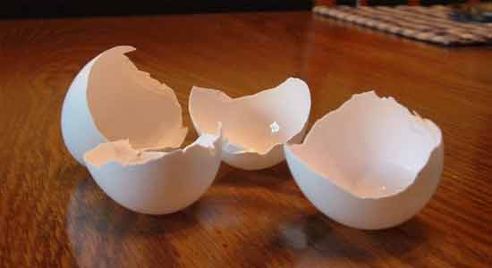 Eggshells You Shouldn’t Put Down the Drain