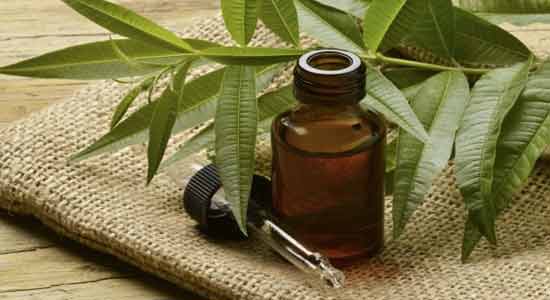 Tea Tree Oil for Relieves Pain in Chicken Pox 
