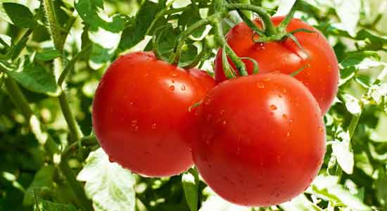 Tomatoes Best Fertility Foods for Men