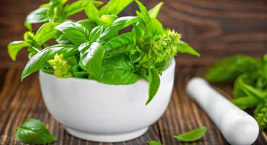 For Healing Purpose Miraculous Benefits of Tulsi Leaves 