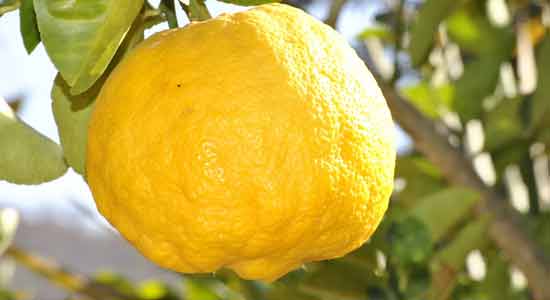 Lemon in Your Diet- Consequences and Alternatives