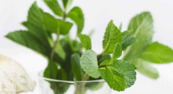 Mint Natural Solutions for Menstrual Irregularities