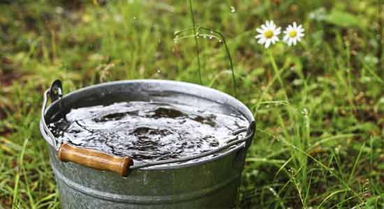 Water Plants in the Morning Ways to Conserve Water at Home