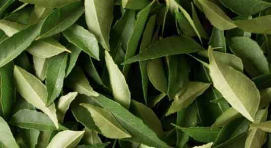 Curry Leaves Improve Digestion
