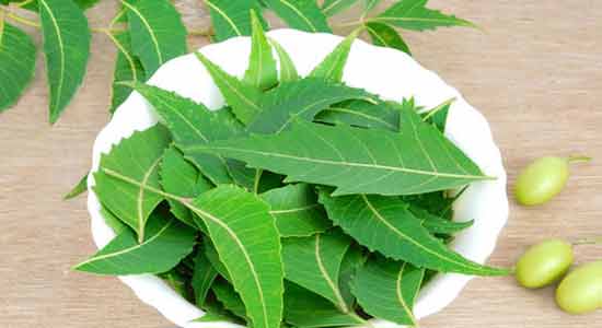 Indian Lilac (Neem) Powerful Home Remedies to Reduce Hair Loss