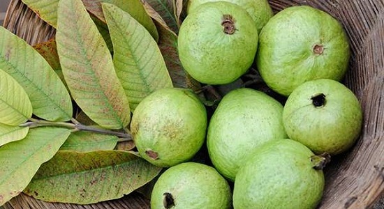 Guava Leaves for wisdom tooth pain