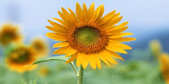 sooraj makhi flower benefits