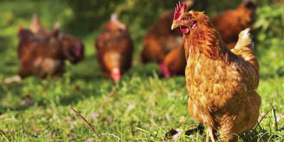 organic chicken helps to boost brain, lose weight