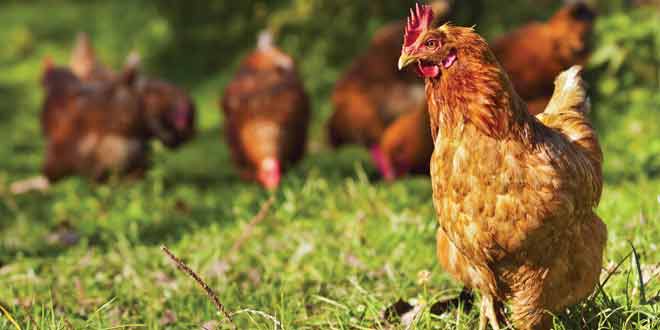 organic chicken helps to boost brain, lose weight