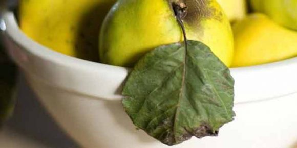cure cancer, blood pressure and allergy with quince