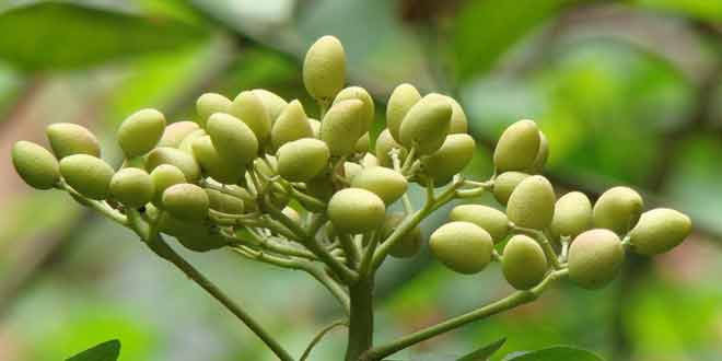 health benefits of niboli