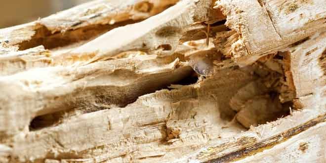 ways to get rid of termites