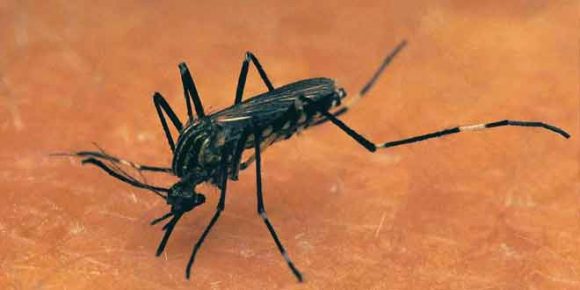 10 things you must know about chikungunya