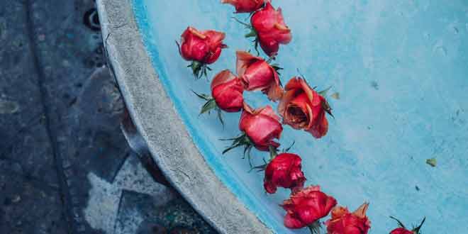 Use of roses for beauty