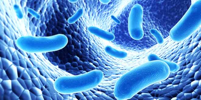 probioticis good for brain