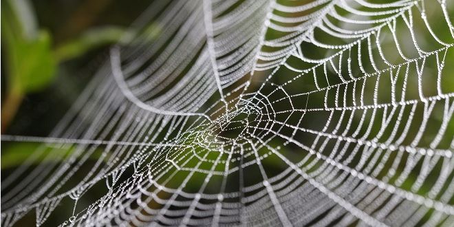 spider web