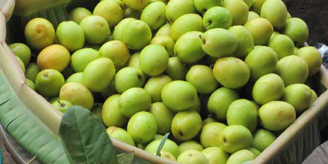 health benefits of jujube