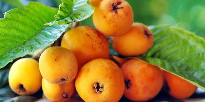 numerous health benefits of loquat