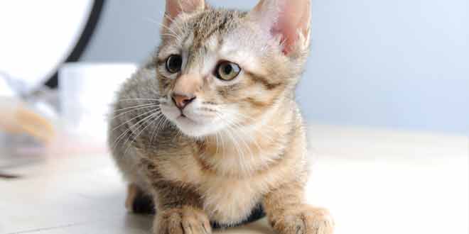 care and home cleaning tips for pet owners