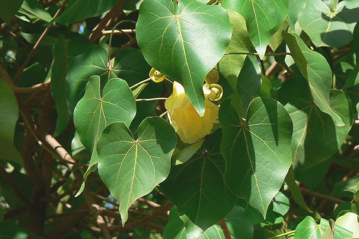 peepal tree