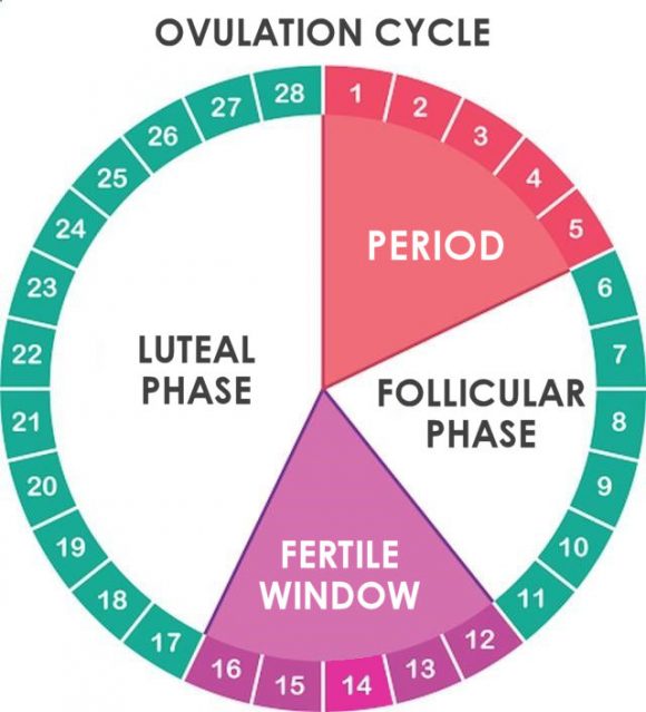 Ovulation Cycle 580x639 