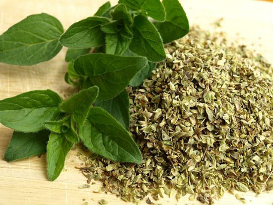 6 Health Benefit Of Oregano In Urdu Oregano Kay Fawaid HTV Urdu