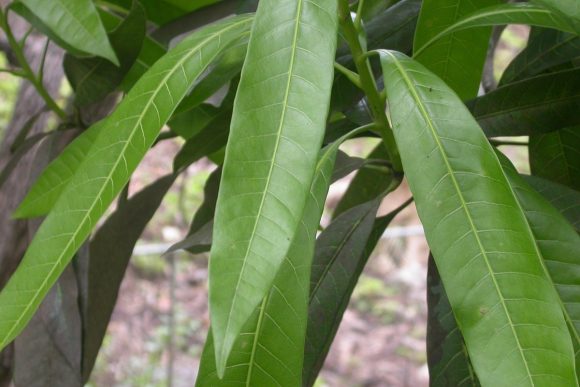 mango leaves 26-4-19