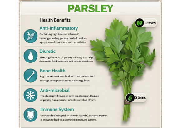 Versatile Medicinal Uses of Parsley1