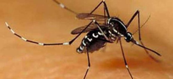 dengue alert