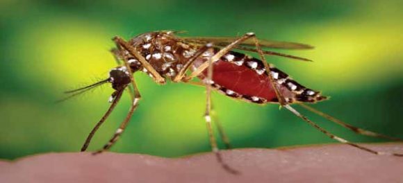 5 Asian Scientists Claim To Have Invented Anti-Dengue Vaccination