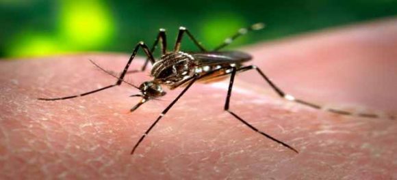 Committee Formulated For Dengue And Naegleria Control - HTV