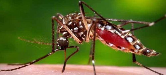 Dengue Worsens