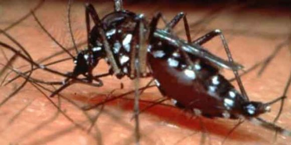 Dengue Spreading