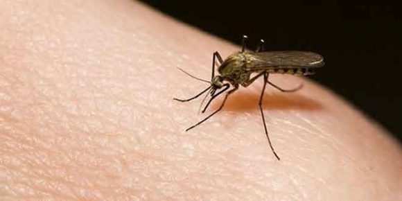 Risk of Dengue Outbreak Reduces, as February Ends