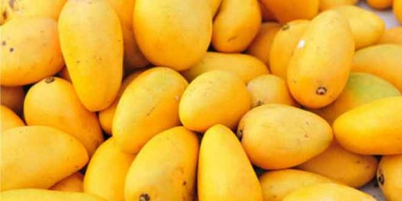 The Juicy King of Fruits: Mangoes - HTV