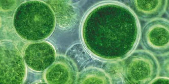 Algae: The Slimy New Superfood - HTV