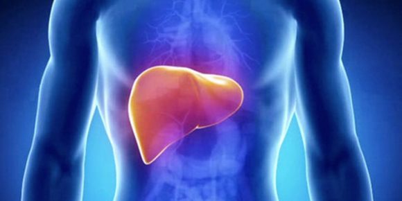 Liver Health Tips for Weight Loss - HTV
