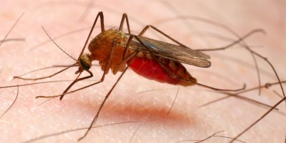 Rain Might Lead To Increase In Malaria - HTV