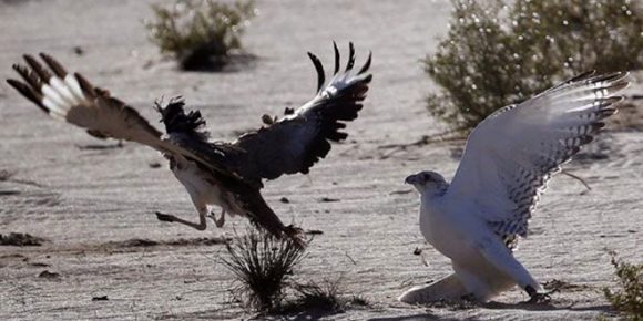 Govt. asks Supreme Court to overturn ban on hunting rare bird - HTV