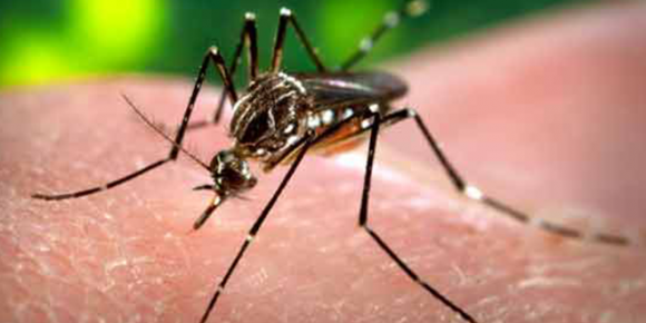 17 more dengue cases surface in Karachi - HTV