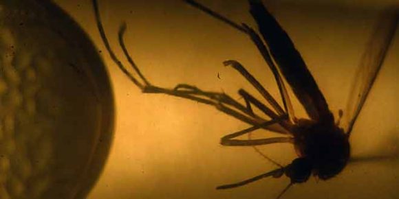 Men with Zika virus should wait six months before unprotected sex - HTV