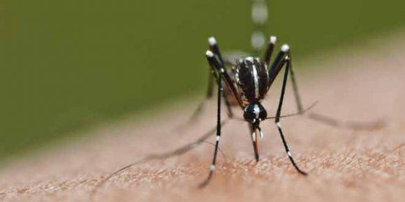 Works 100%: Dengue vaccine is effective