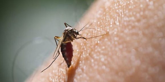 12 more dengue patients surface in Karachi - HTV