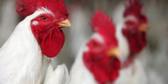 chicken scent decreases malaria symptoms