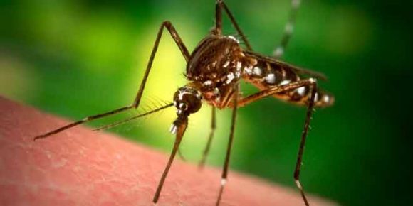 8 Facts You Need to Know about Chikungunya Virus