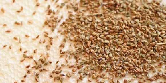 Carom Seeds (Ajwain) and its Super Health Benefits