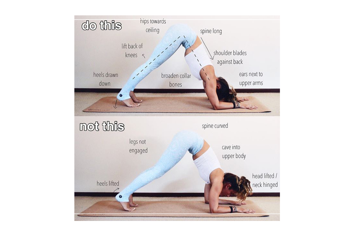 Freya.yoga - How to dolphin pose: Catur Svanasana! 🐬 Benefits : 1. Dolphin  pose stretches and strengthens the shoulders upper back arms and legs....  2.If you experience wrist pain in downward facing