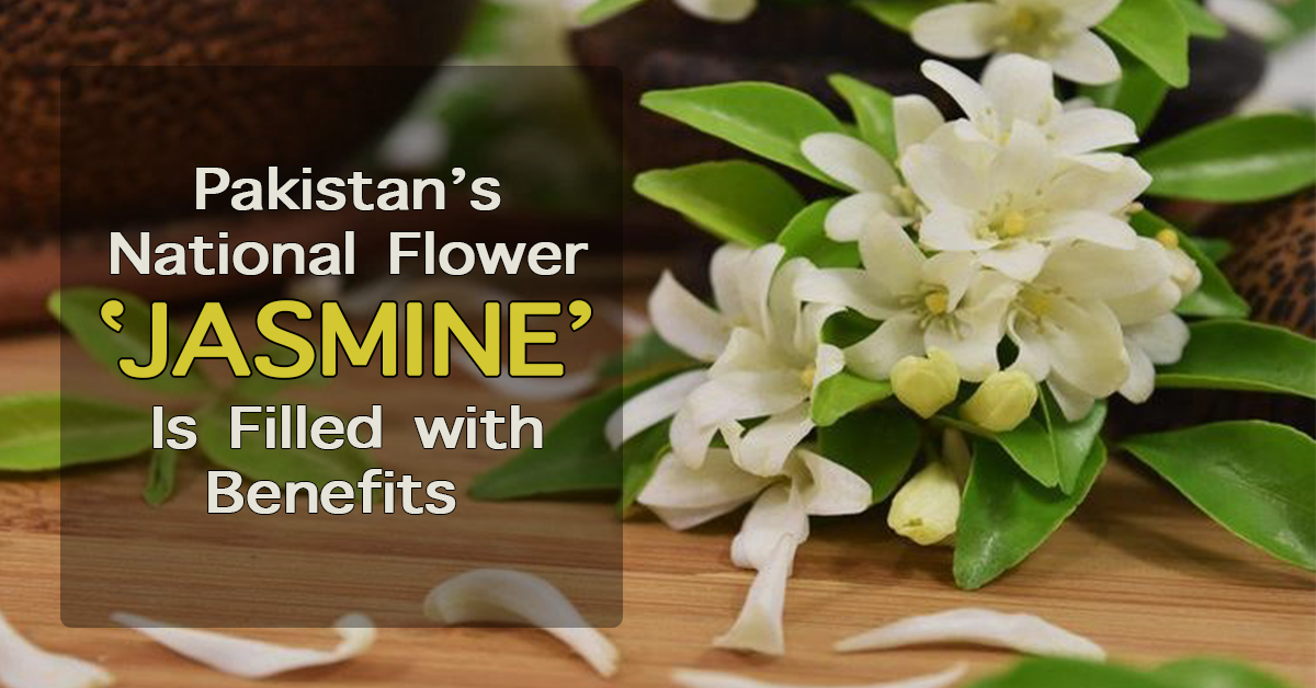 essay on national flower pakistan